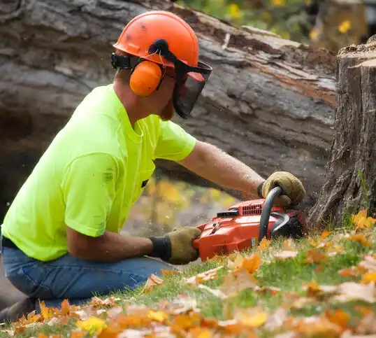 tree services Macy